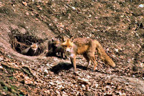 Fuchsfähe mit den Welpen vor dem Bau