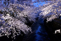 桜 花見