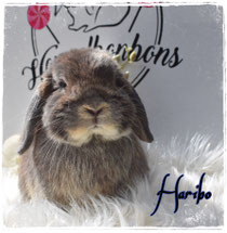 Haribo