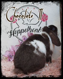 Chocolate II