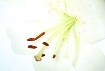 Auf dem Foto ist eine Blume zu sehen