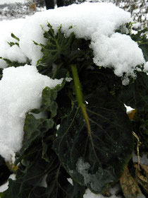 Unsere Rosenkohlpflanze unter Schneehaube