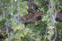 South Luangwa