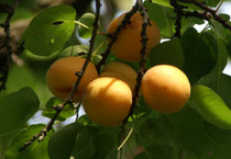 Selbstversorgung mit Obst: Marillen