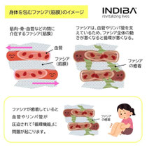 筋膜の滑走性 癒着 ファシア