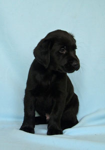 Hutch, a six week old black lab pup