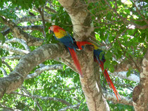 Scarlet Macaw