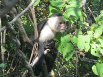 White Face Monkey