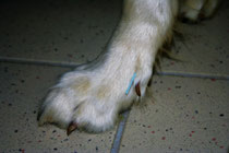 Tierphysiotherapie Akupunktur