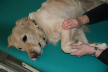 Hundephysiotherapie Bewegungsübung