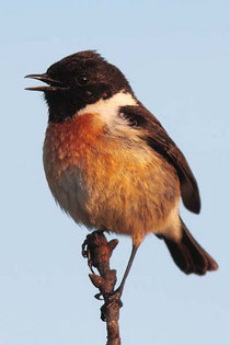 Brutvogel im Hankhauser Moor: das Schwarzkehlchen, Foto Schäfferling