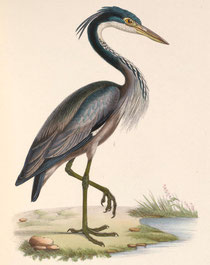 http://commons.wikimedia.org