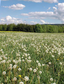 Landschaft bei Mähring