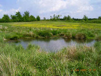 Biotop bei Treppenstein (Mähring, Oberpfalz)