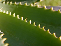 l'aloé véra barbadensis miller