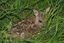 Rehkitz im Gras Foto: Leo Wyden