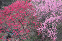 中能登町花見月 2013-04-21