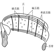 図5 内舌筋の構造(模式図)