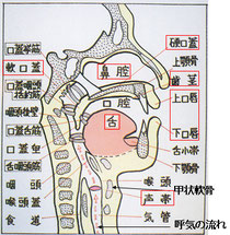 図2 頭頸部の断面