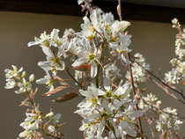 Frühling, eine gute Zeit für Tai Chi und Qi Gong!