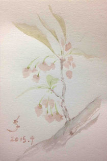 「桜 043」2015.4 ハガキ(水彩紙)に透明水彩