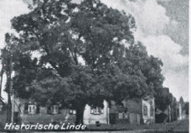 Historische Linde am Bahnhofsvorplatz