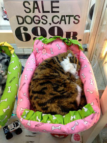 Fake cat