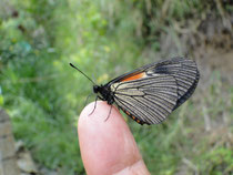 Libelula