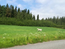 Erstes Rentier