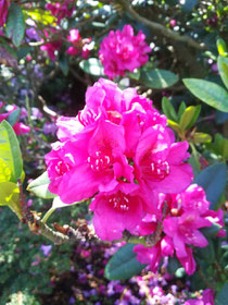 Botanischer Garten Lund