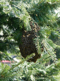 Ein Bienenschwarm in einem Baum auf dem Nachbargrundstück. Der Schwarm kam unerwartet.