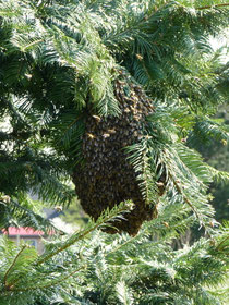 Bienenschwarm in einer Douglasie