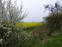 Am Rand eines Rapsfeldes