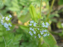 1mmの花