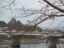 帰り道　12月の桜の木に残る紅葉