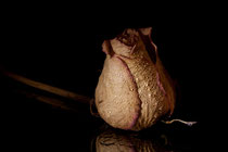 Paranoia de un fotógrafo loco