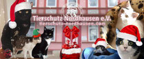 Weihnachtszeit im Katzenhaus