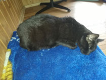 Billy vor der Therapie