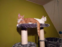 Miwo&Speedy