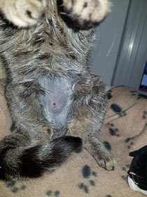 In den letzen Februarwochen wurden einige Freilebende Katzen kastriert und herrenlose an einem Hot Spot der Stadt NDH
