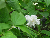 mock orange