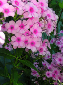 phlox