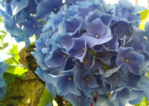 hydrangea