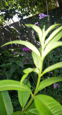 lemon verbena