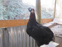 Ejemplar Gallina Kollonka de aretes!