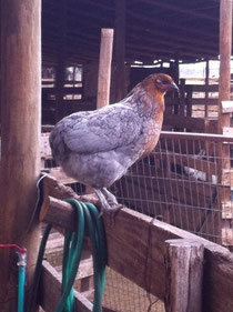 Gallina Kollonka! Criador Damery Bugueño, Batuko (Chile)