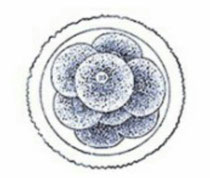 Morula