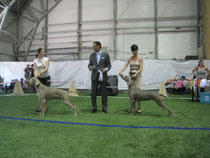 Champion BOB & Bolivija BOO