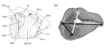functional anatomy of the horn shark