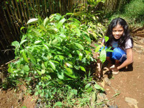 Raising seedlings for tree planting activity
